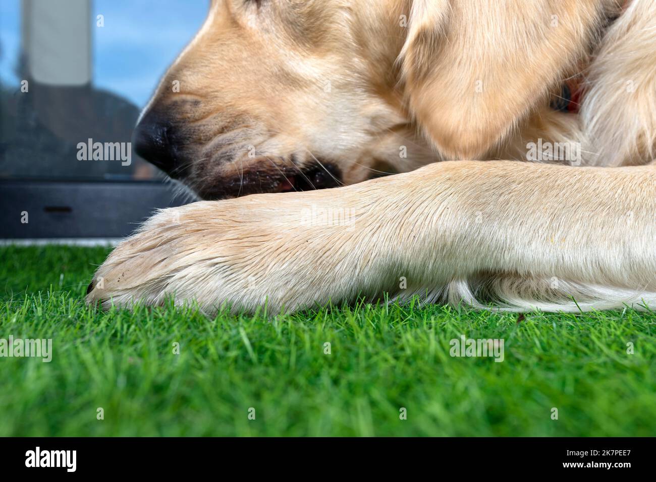A young male golden retriever is eating a bone outside in front of a