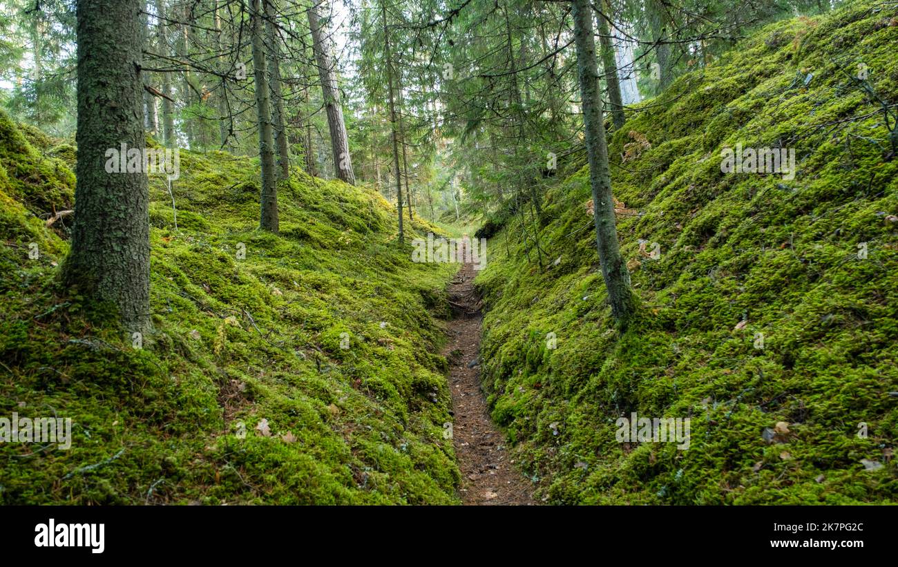 Tourist trail in the beautiful forests of Latvia. A path between two mossy hills Stock Photo