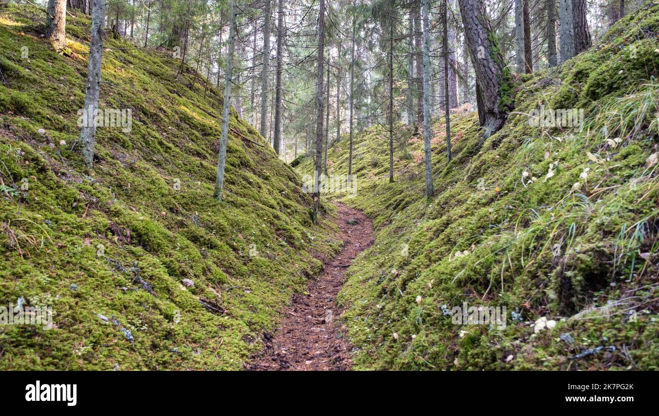 Tourist trail in the beautiful forests of Latvia. A path between two mossy hills Stock Photo