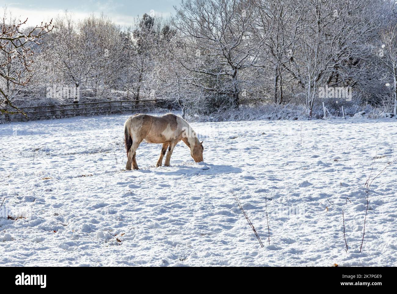 A single pony looking for grass under snow in Yorkshire. Stock Photo