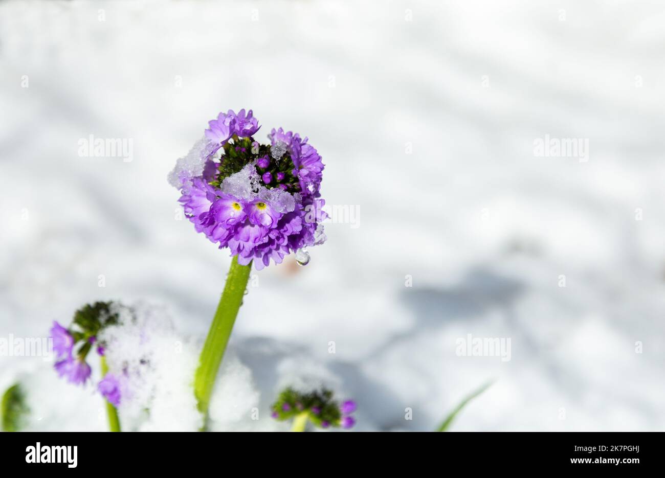 A Primula Denticulata growing through snow. (Drumstick Primrose). Spring flowering, this primrose was out when there was a spring snowfall. Stock Photo