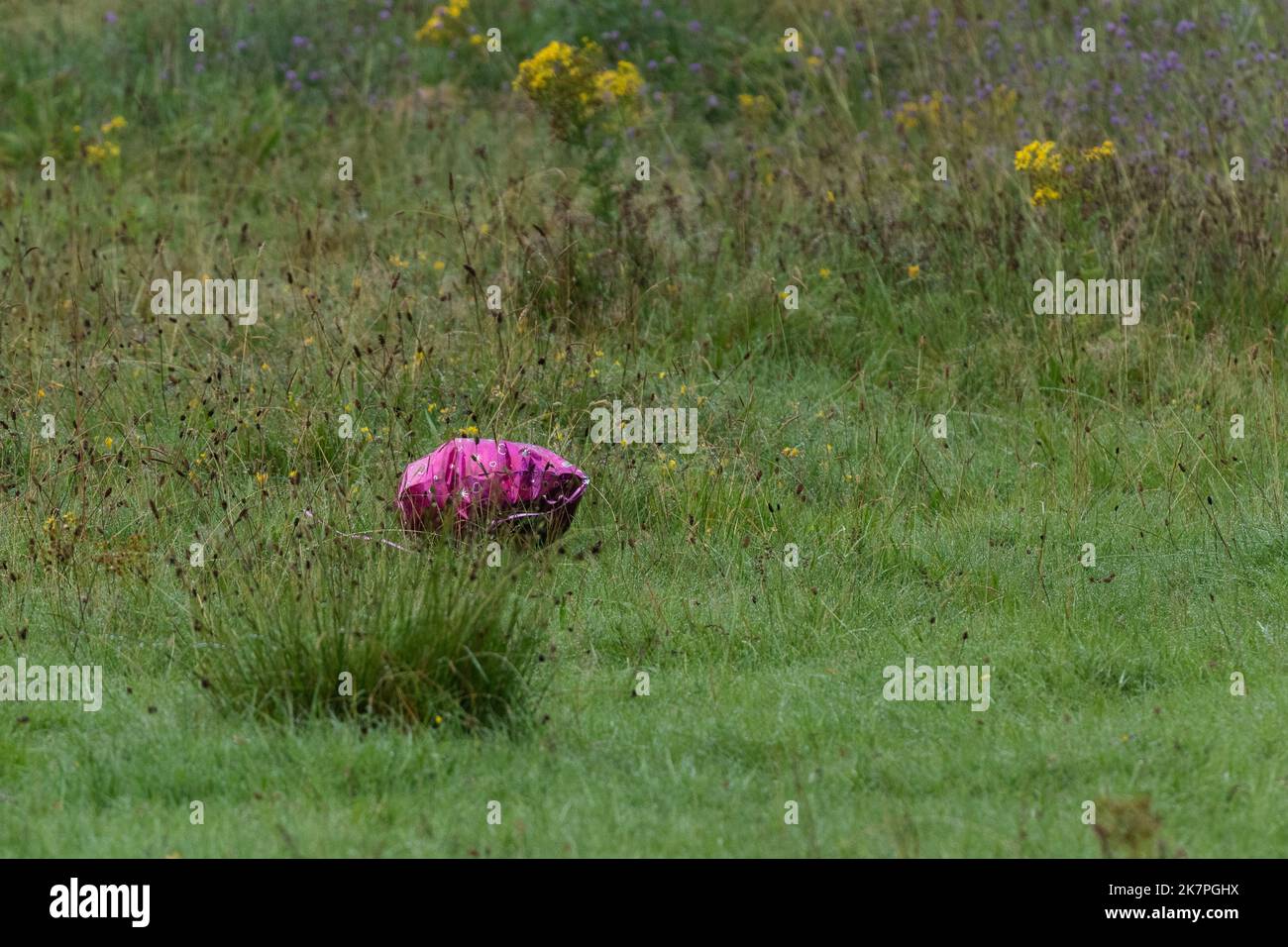 A released helium balloon that has landed in a field causing a threat to the environment. Stock Photo