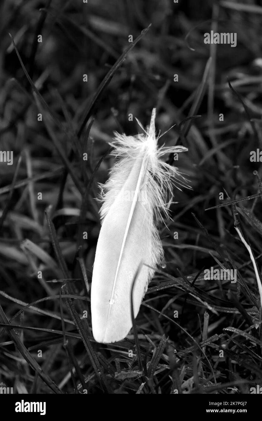 A single white feather in grass. The image is in monochrome to allow the feather to stand out