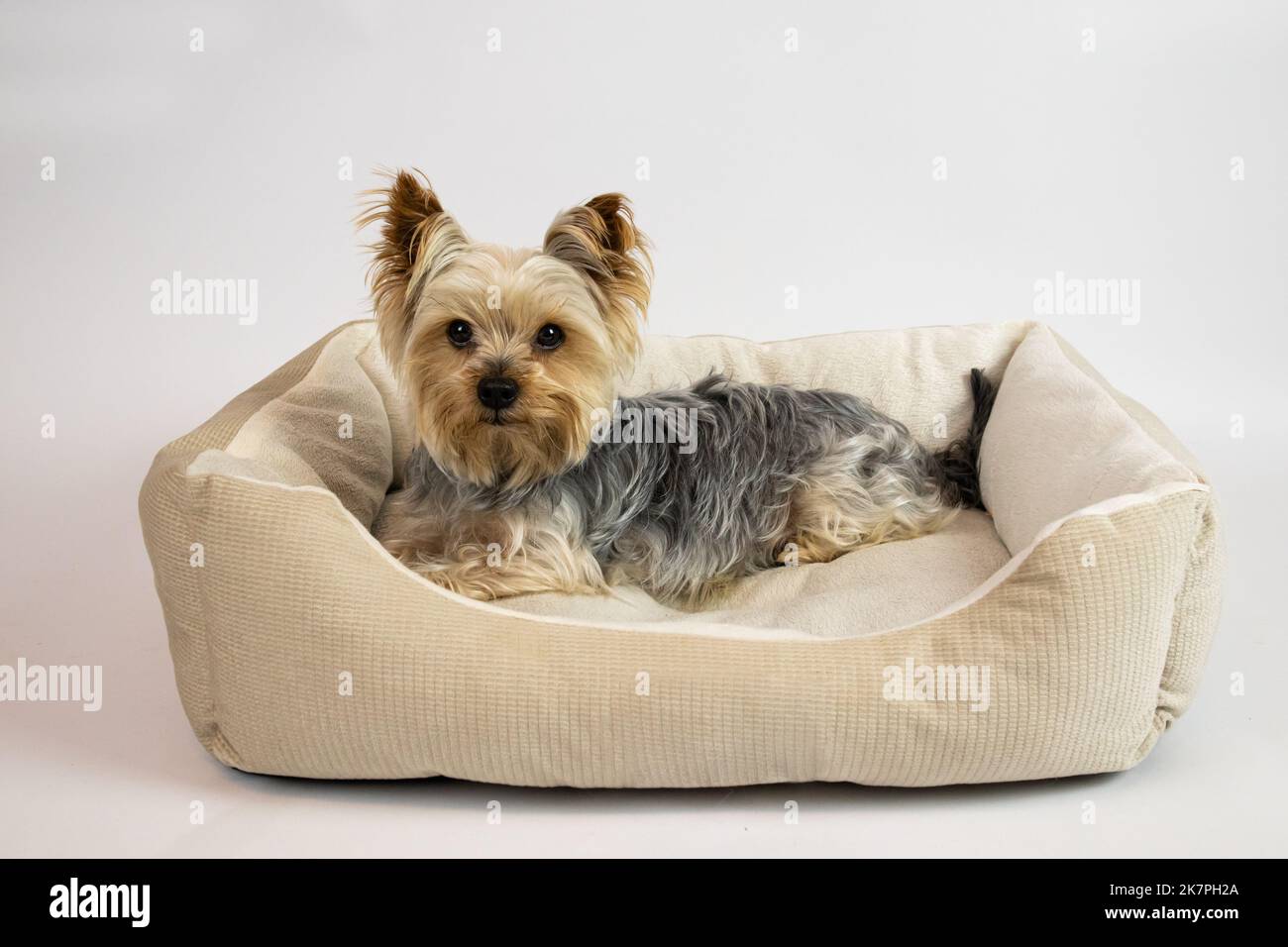 Yorkshire terrier dog lies in bed, looks at the camera on a white