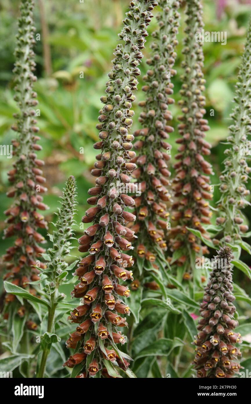 Foxglove (Digitalis parviflora 'Chocolate') in garden Stock Photo Alamy