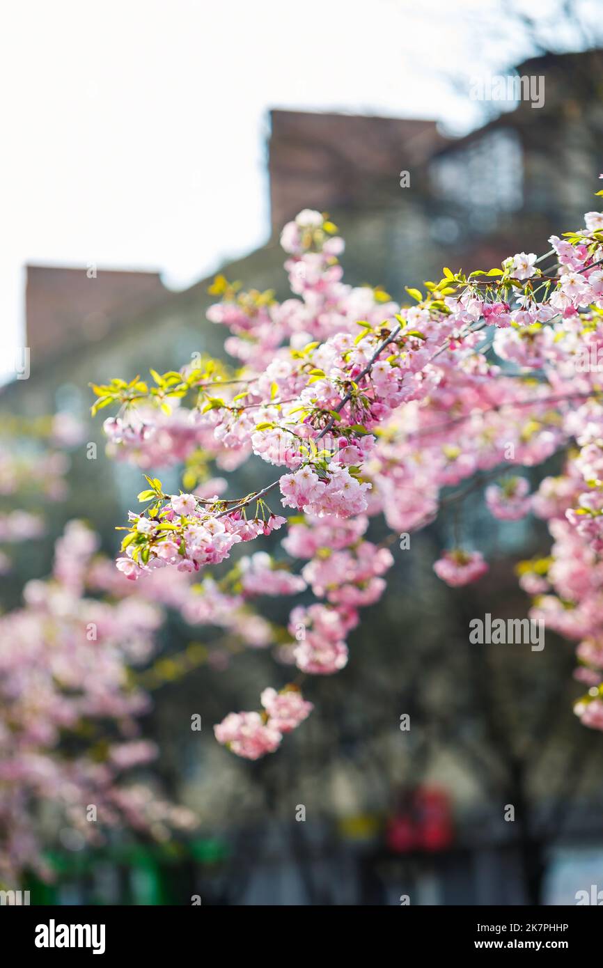 Sakura street. View of the sakura tree in full bloom on the street ...