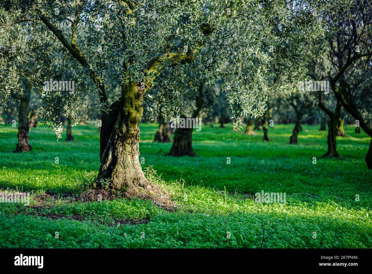 olive field and single olive tree , Olive is one of the longest living