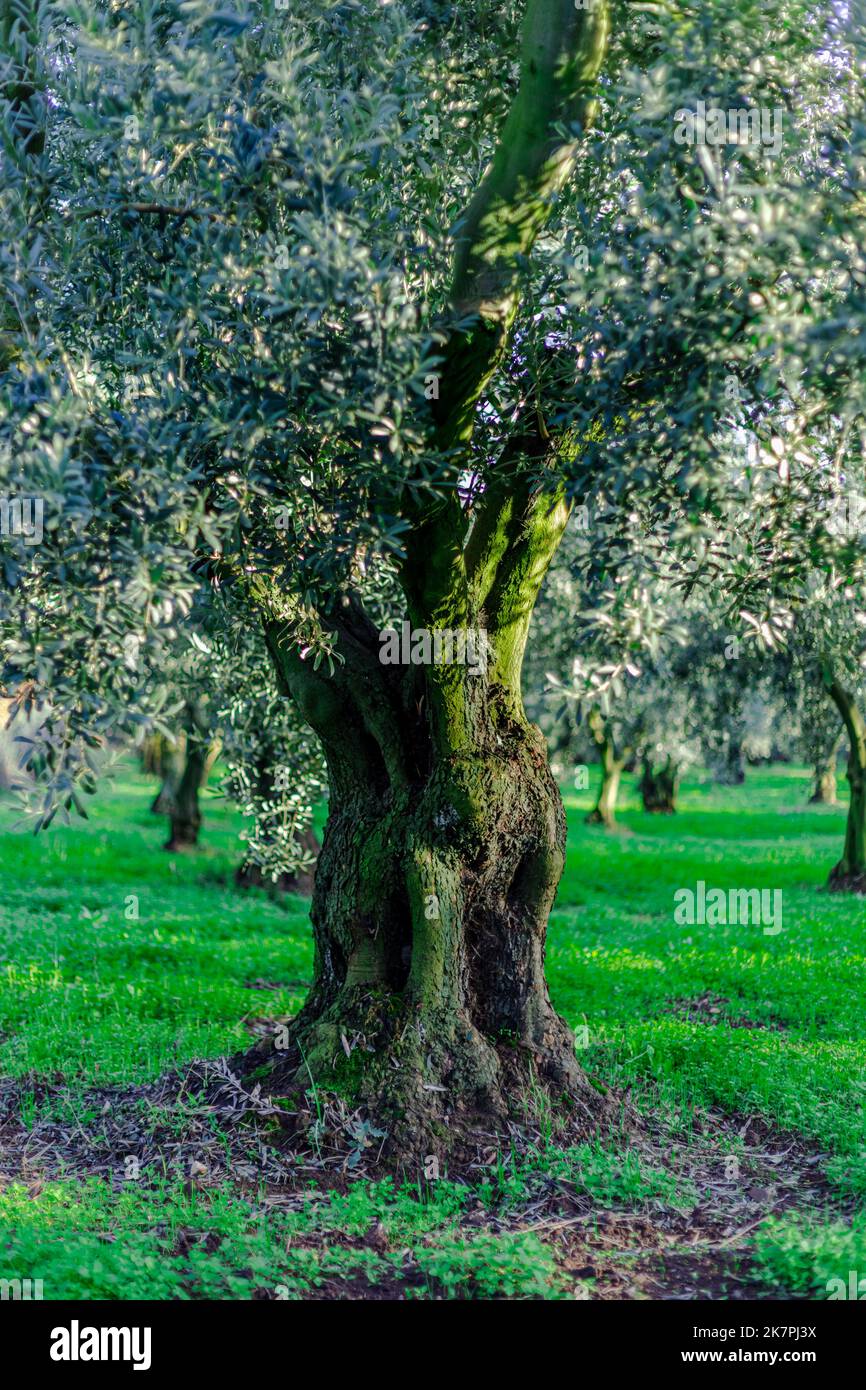 Olive Field And Single Olive Tree Olive Is One Of The Longest Living 