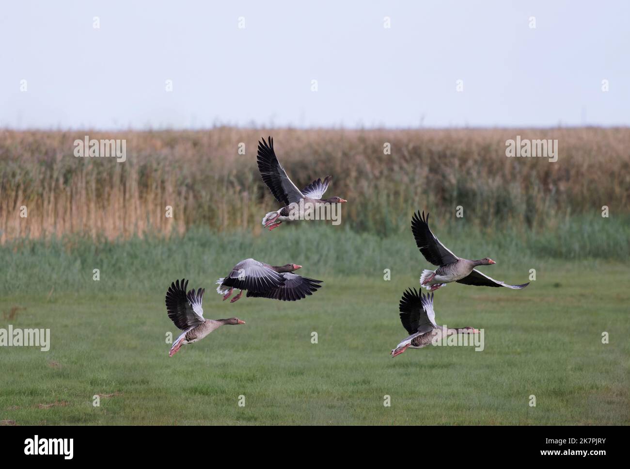 .Graylag geese (Anser anser) flying over reed grass Spread wings Stock