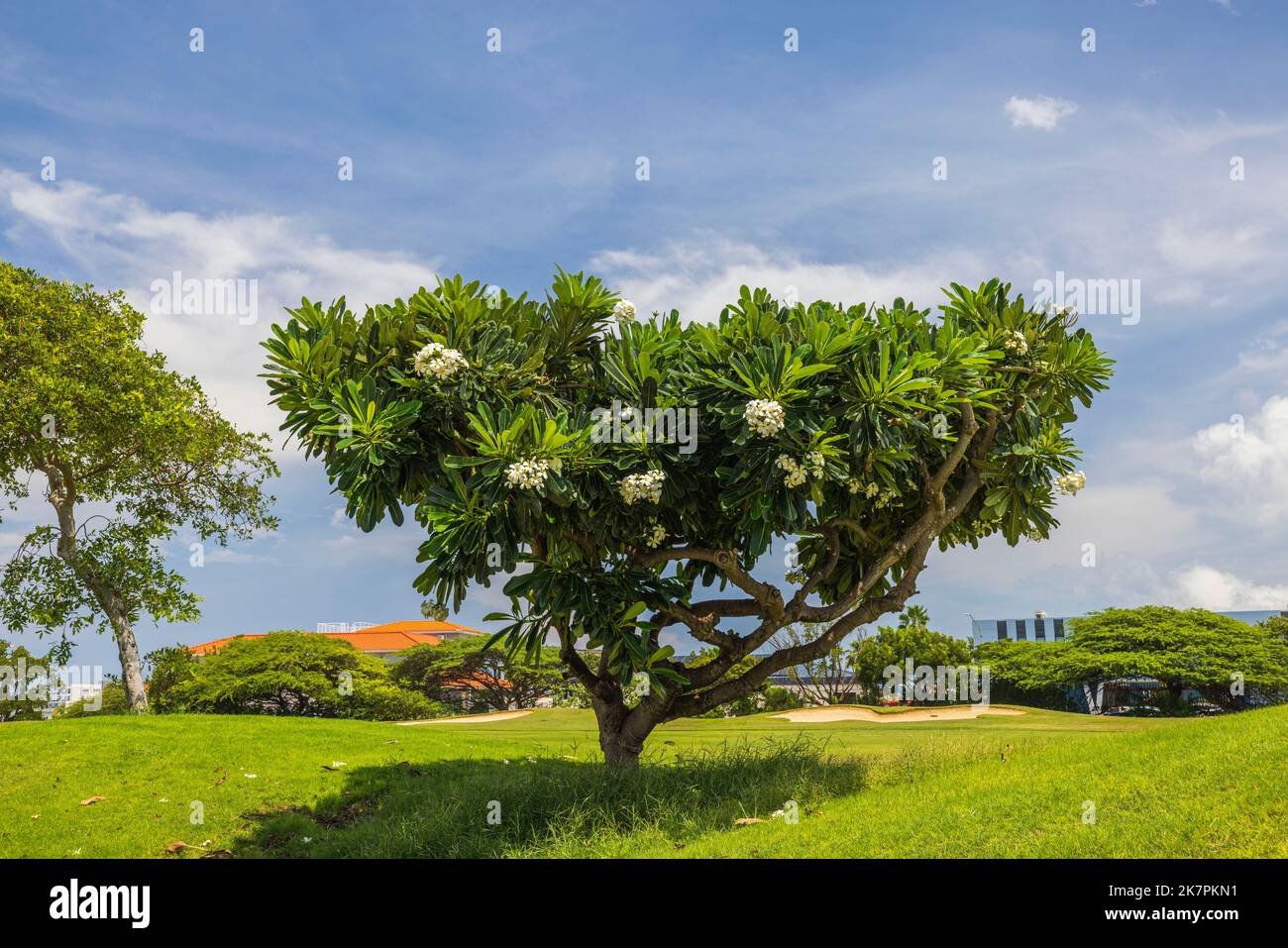 Beautiful view of magnolia tree with white flowers on blue sky with ...