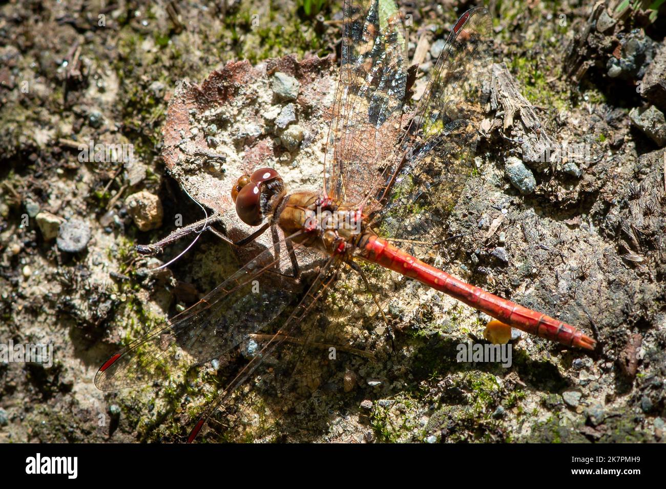 Dragonflies great britain hi-res stock photography and images - Alamy