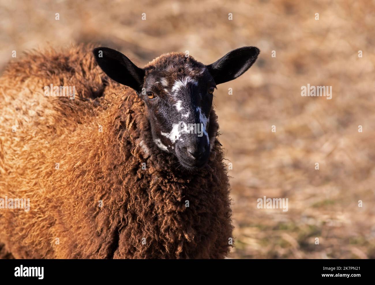Black Brown Mountain Sheep closeup with thick brown Merino Wool coat Stock Photo