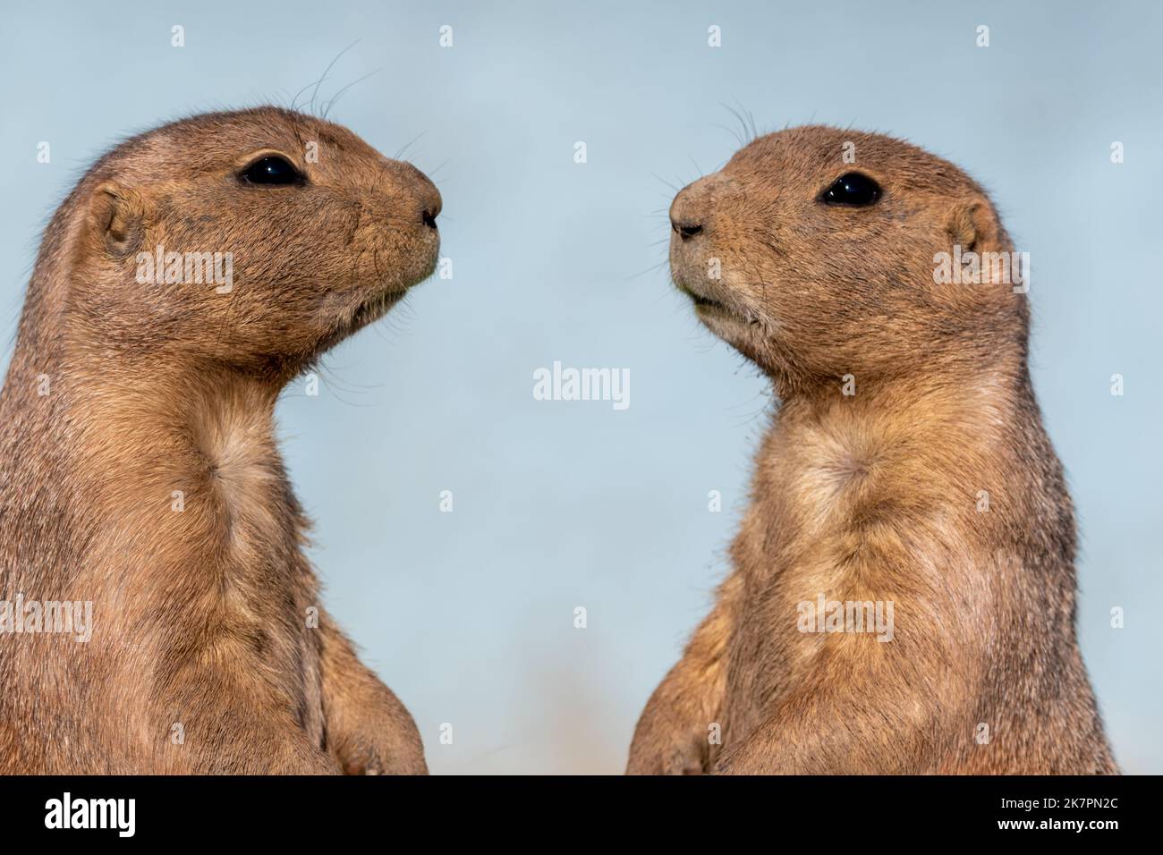 Prairie Dog, Cynomys, closeup standing against soft blue background Stock Photo