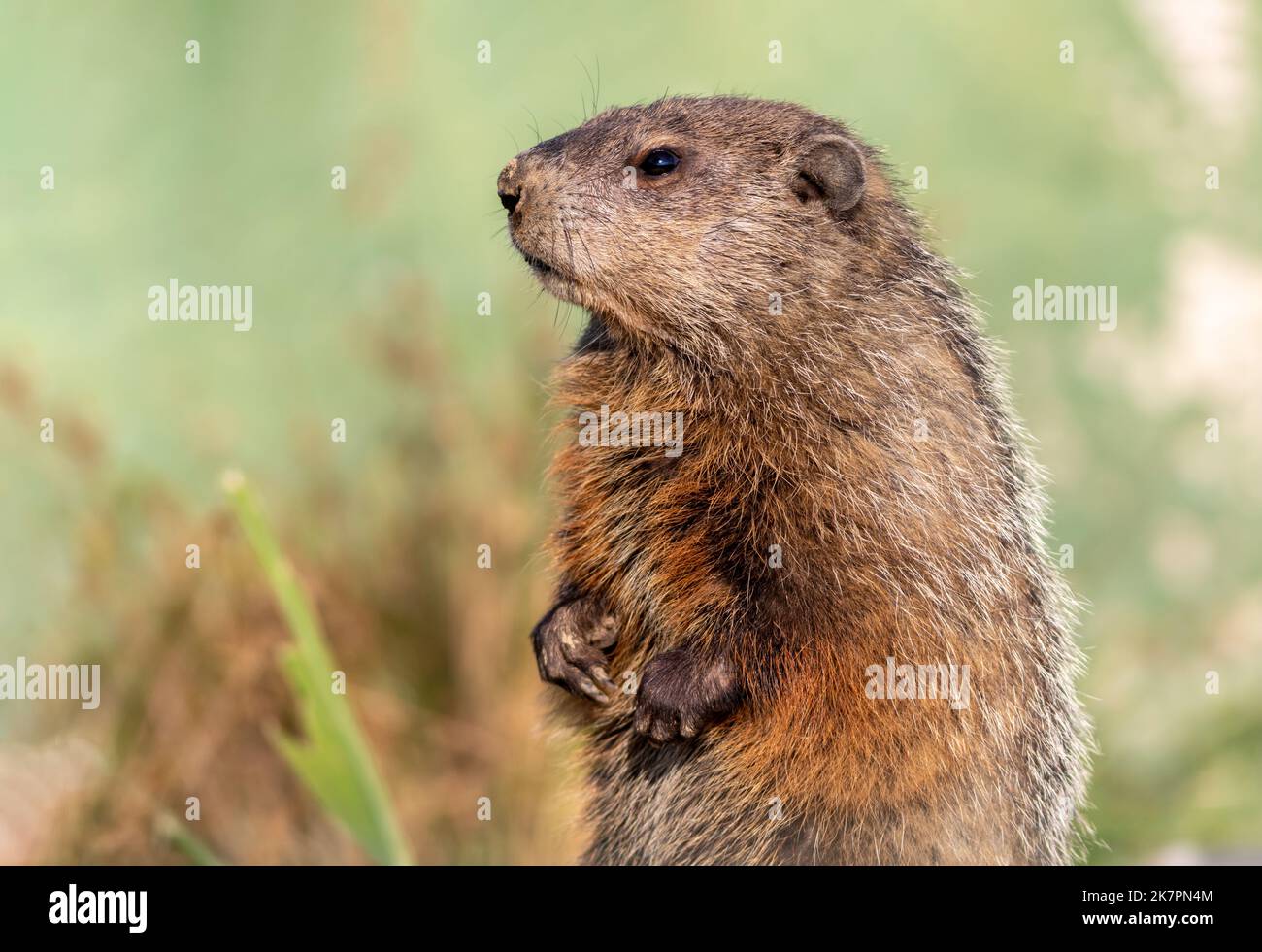 Groundhog, marmota monax, closeup standing with soft green background copy space Stock Photo