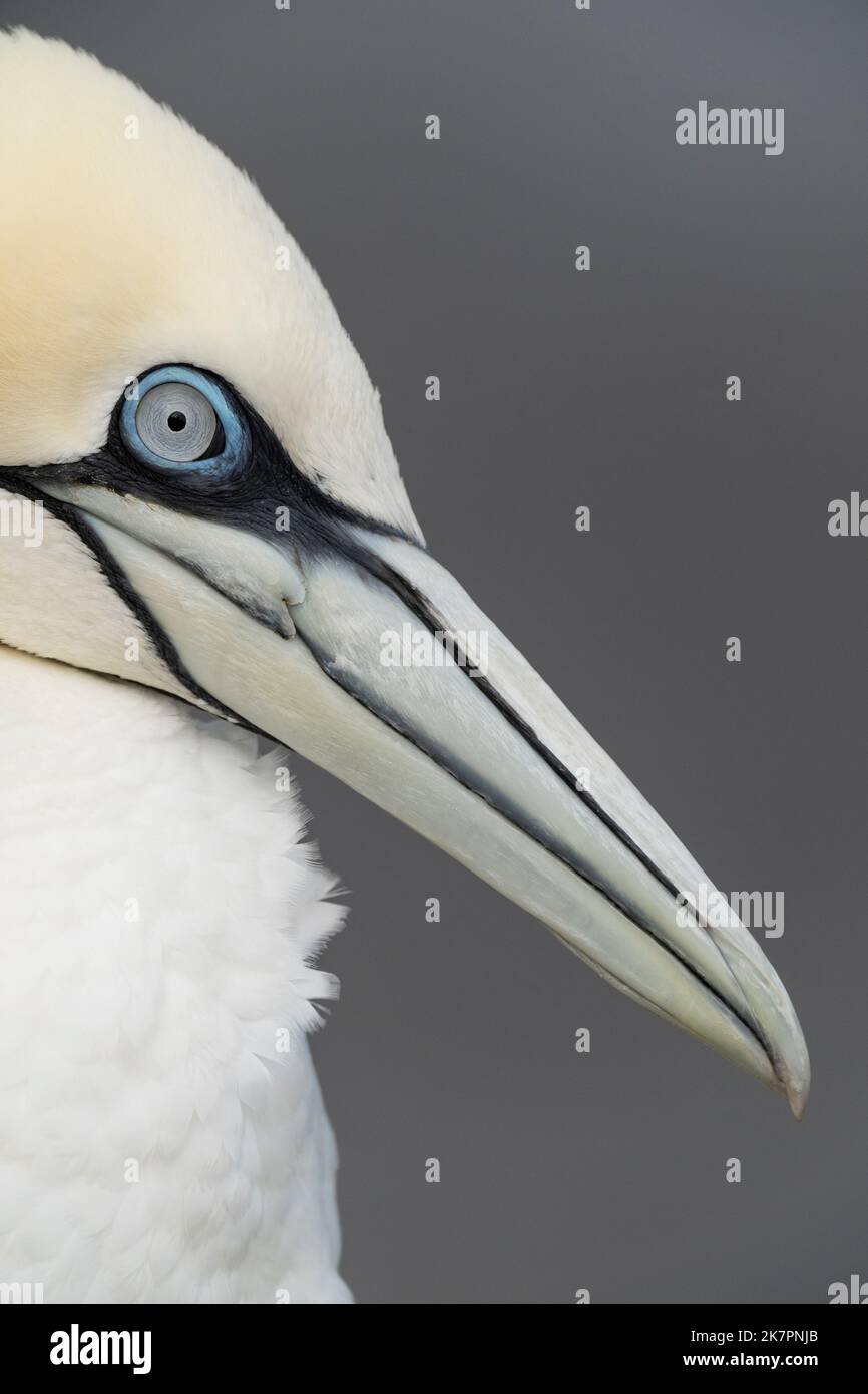 Northern Gannet Morus bassanus,a portrait of an adult bird looking over the top of a cliff edge showing a powerful bill and head, Yorkshire,UK, August Stock Photo