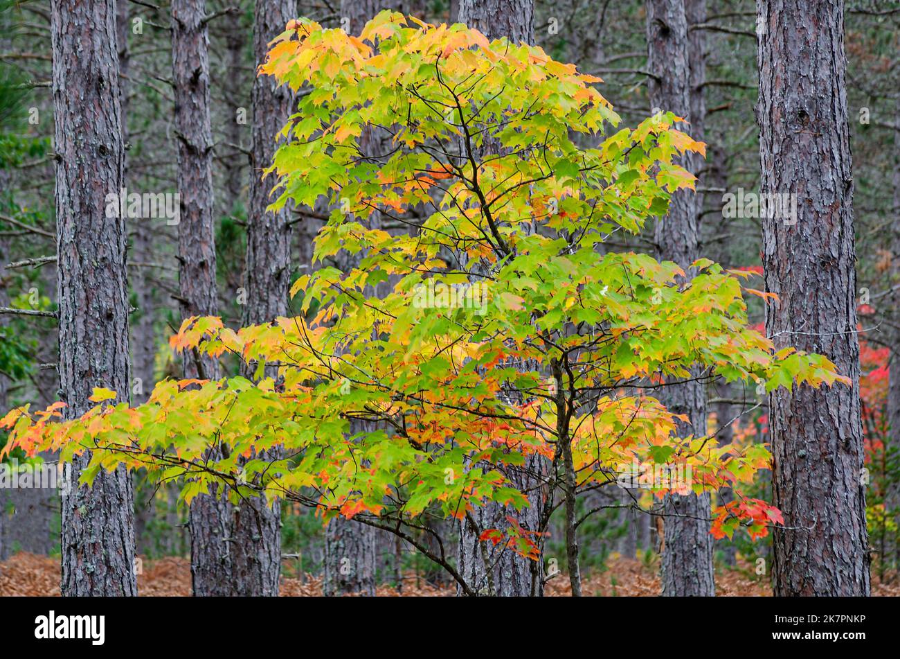 A young Maple tree grows up amongst pines in a pine plantation in the