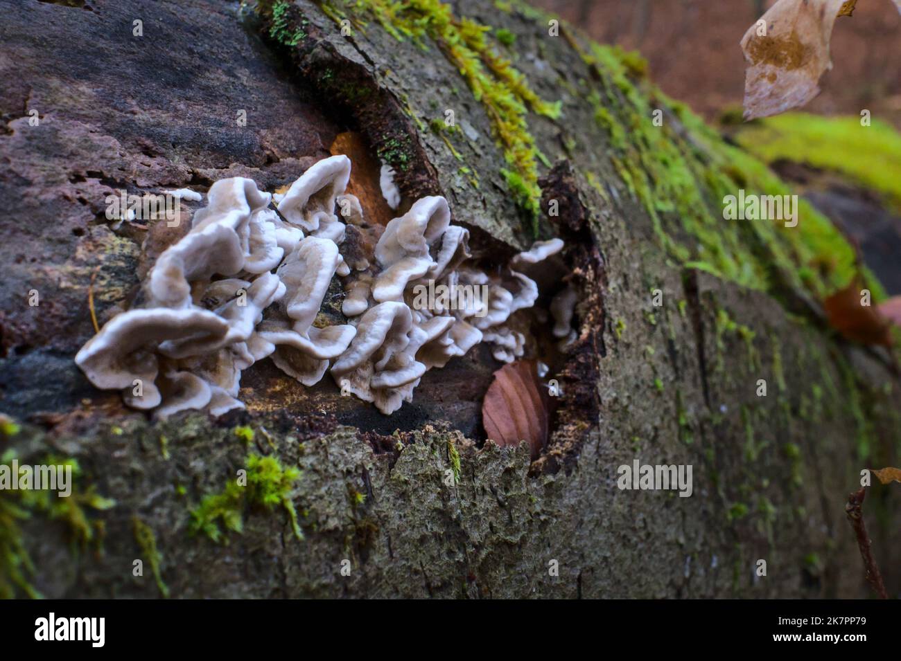 Moist trees hi-res stock photography and images - Alamy