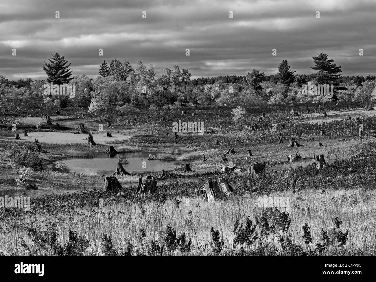 Kingston Plains in the Lake Superior State Forest in Michigan's Upper