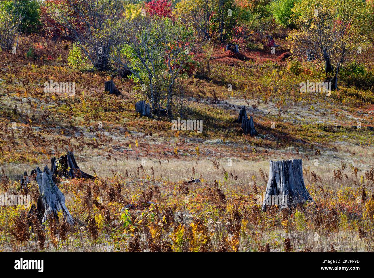 Kingston plaines hires stock photography and images Alamy