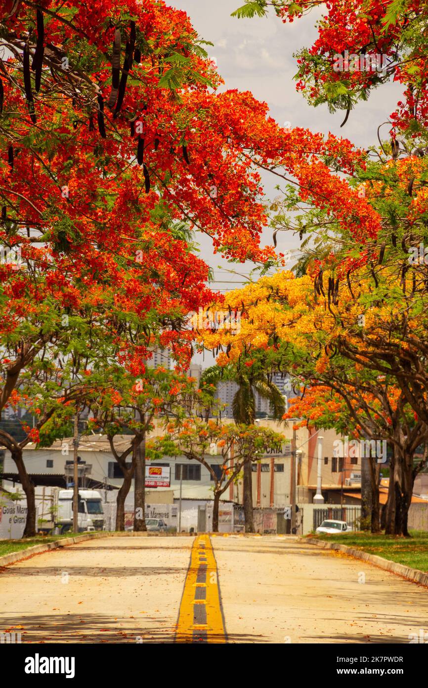 Goiânia, Goias, Brazil October 18, 2022 The flamboyant aisle in