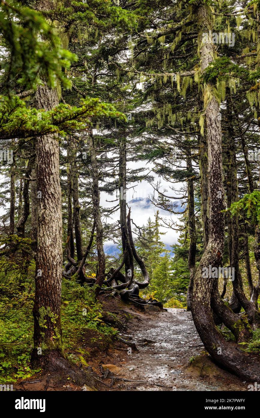Alpine Loop Trail through beautiful temperate rainforest - Mount Roberts - Juneau, Alaska, USA Stock Photo