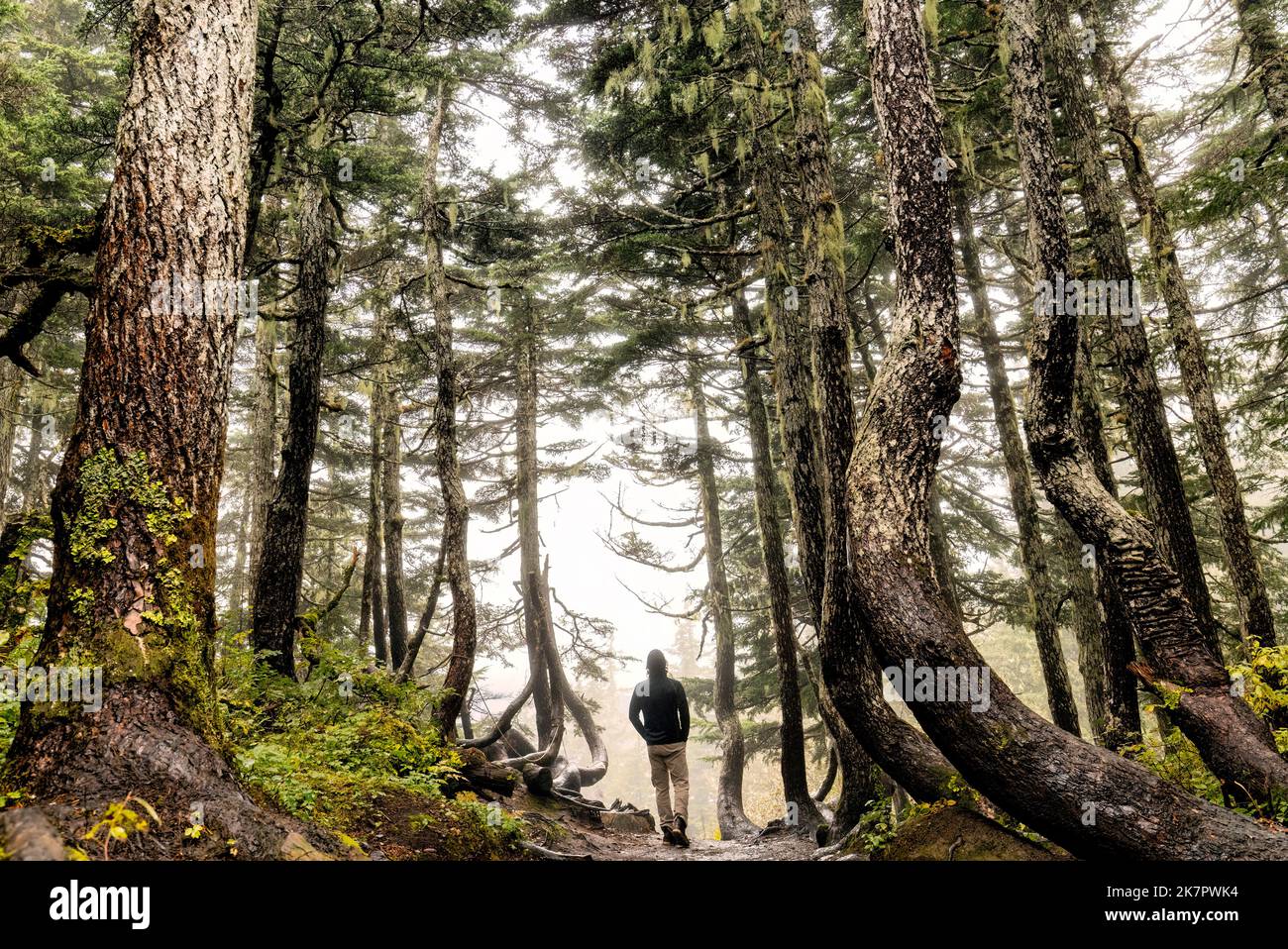 Hiker on Alpine Loop Trail through beautiful temperate rainforest - Mount Roberts - Juneau, Alaska, USA Stock Photo