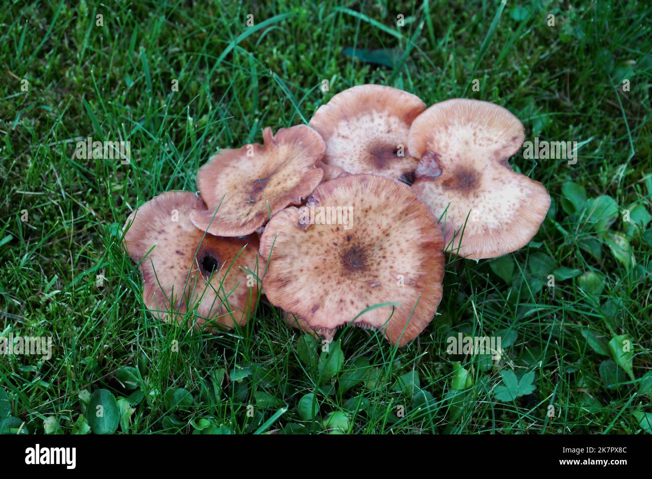 Mushrooms as nuisance fungi in the lawn. One of the poisonous fungi types that can grow in the grassland. Stock Photo