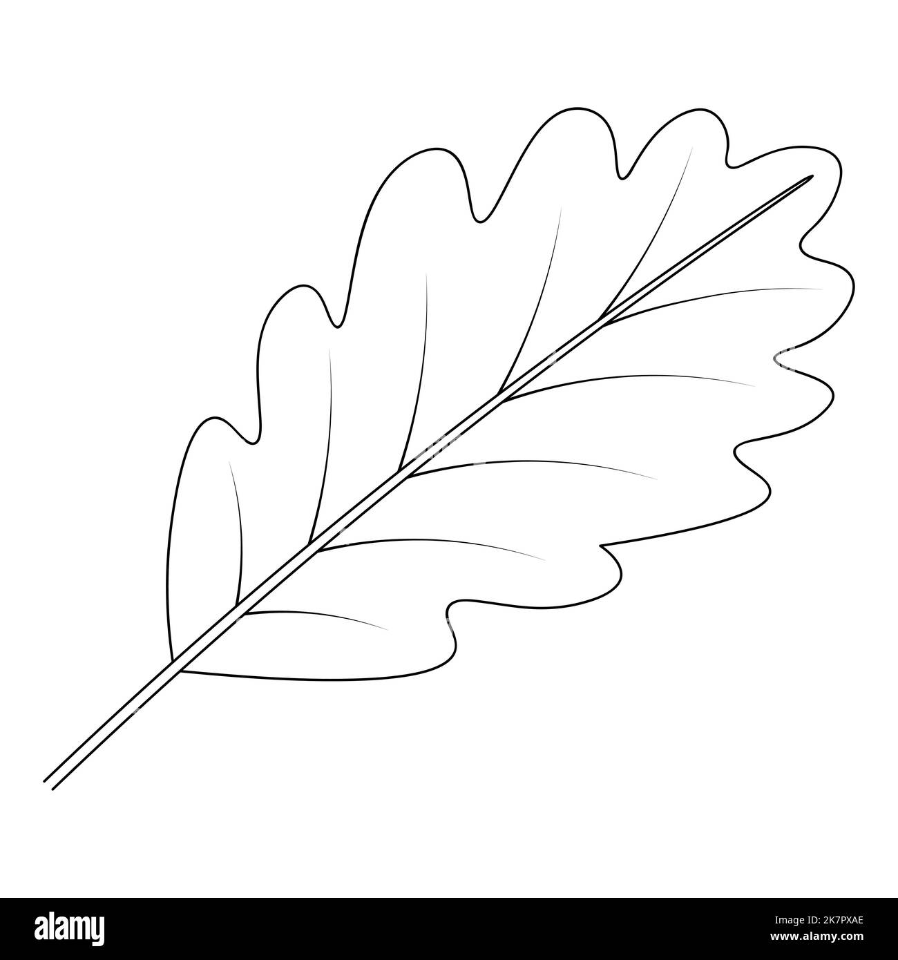 Oak Leaf. Part of the tree with veins. Vector illustration. Outline on an isolated white background. Doodle style. Sketch. Coloring book Stock Vector