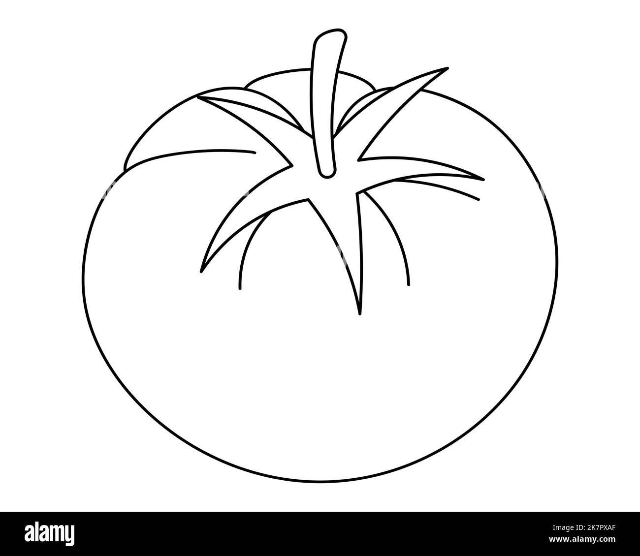 A tomato. Vector illustration. Outline on an isolated white background. Doodle style. Sketch. Vegetable culture of the genus Solanaceae. Vegan food. Stock Vector