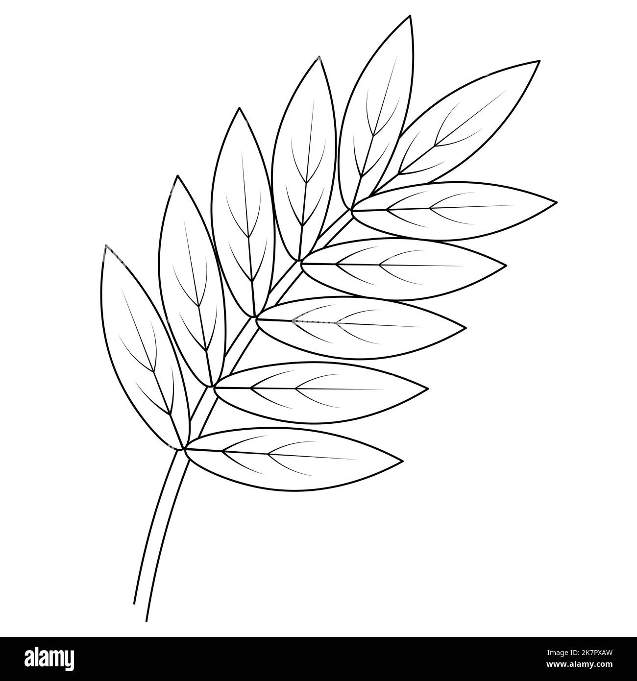 Rowan leaf. Part of the tree with veins. Vector illustration. Outline on an isolated white background. Doodle style. Sketch. Coloring book Stock Vector