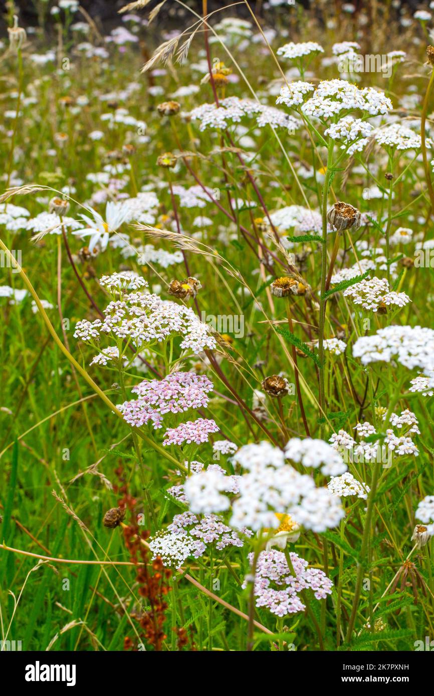 View of a flowering meadow with the pink and white flowers of yarrow (Achillea millefolium) and dried meadow daisy. The flowers are cropped and sharp Stock Photo