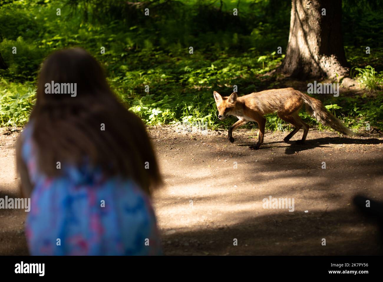 Fox in green forest. Animal in green environment Stock Photo Alamy