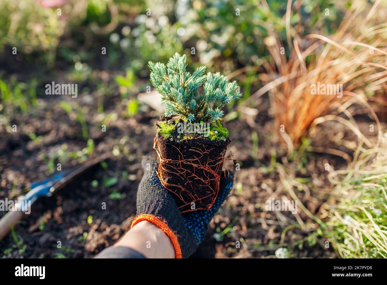 Planting Blue star juniper into soil. Groundcovering evergreen ready