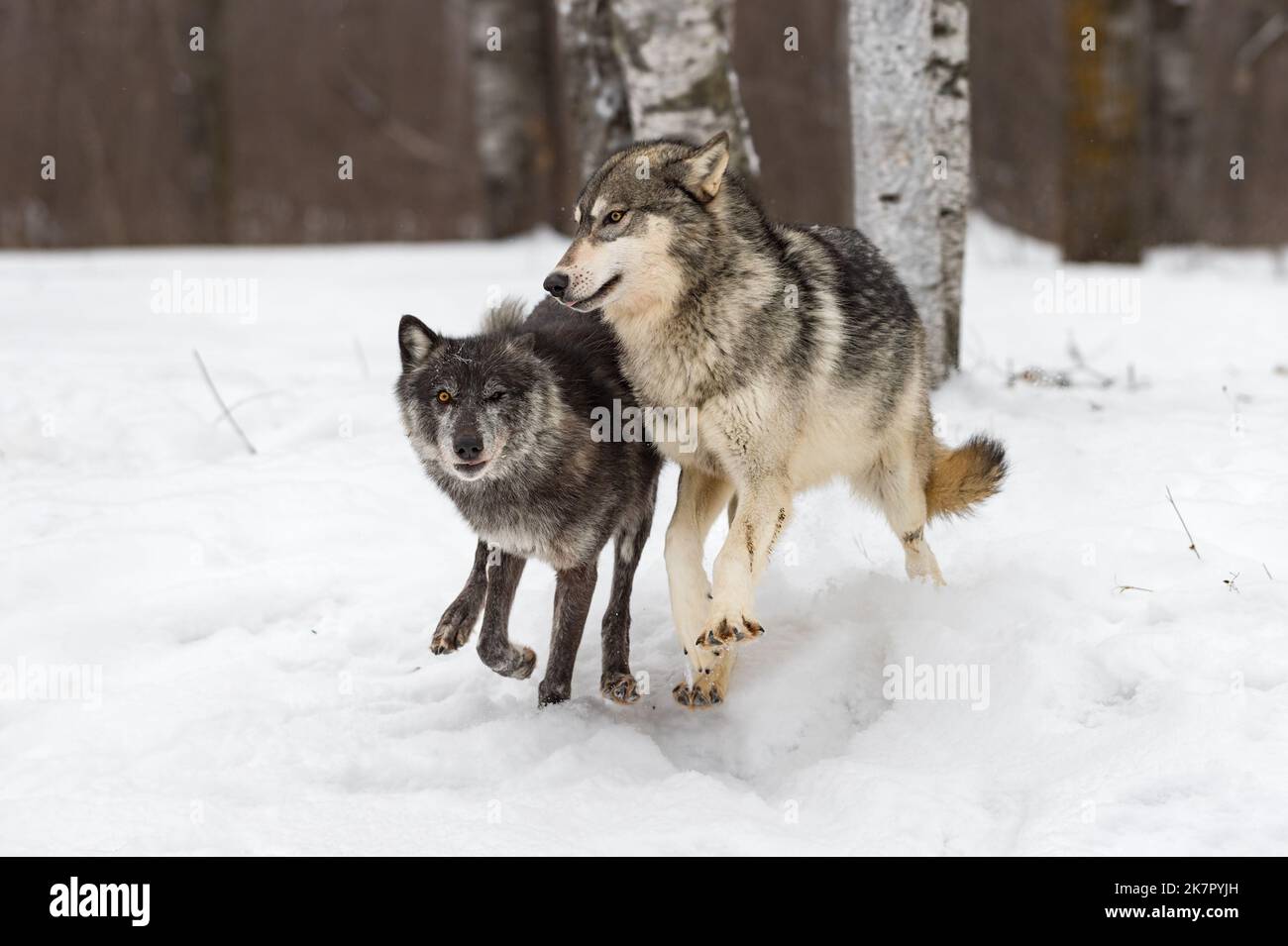Grey Wolf (Canis lupus) Collides With Black Phase Wolf in Woods Winter - captive animals Stock Photo