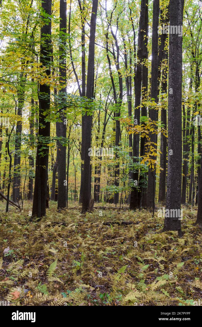 Autumn Trees in Catoctins Mountain Park, near Thurmont in Maryland Stock Photo