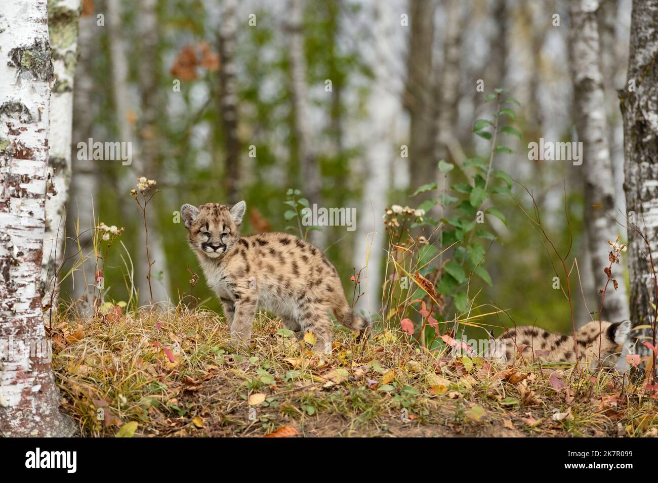 Cougar Kitten (Puma concolor) Stands With Eyes Closed in Birches Autumn - captive animals Stock Photo