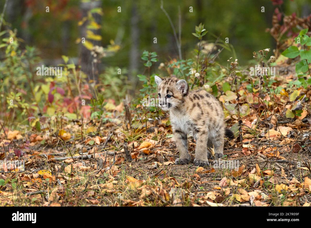 Cougar Kitten (Puma concolor) Stands In Fallen Leaves Autumn - captive animal Stock Photo