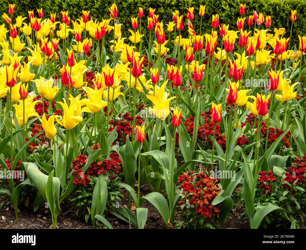 Colourful garden flowerbed containing mixed tulips and wallflowers Stock Photo