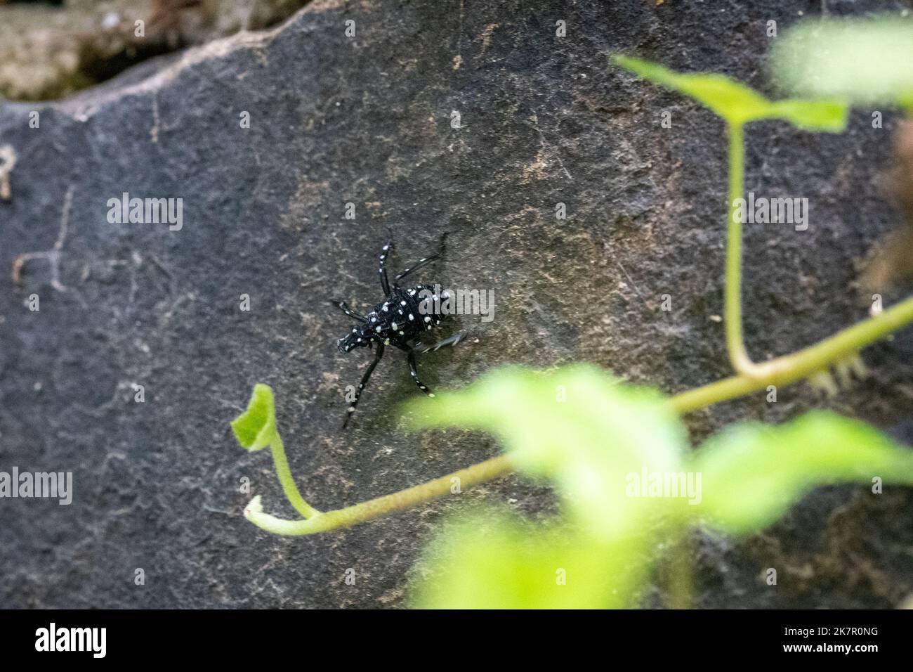 Spotted lanternfly, Lycorma delicatula Stock Photo