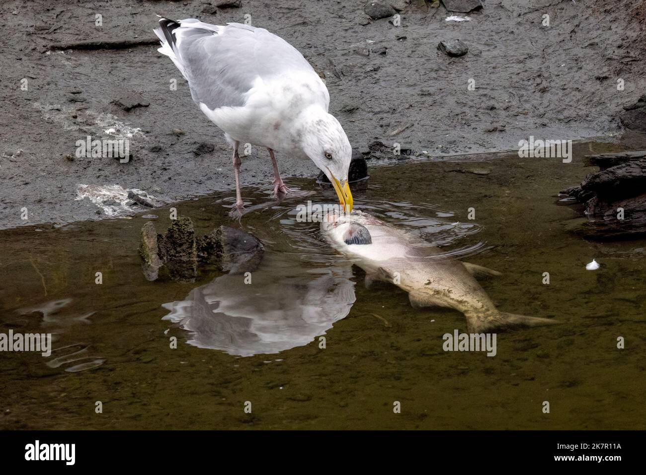 Glaucous-winged gull (Larus glaucescens) feeding on a dead salmon - Ketchikan, Alaska, USA Stock Photo