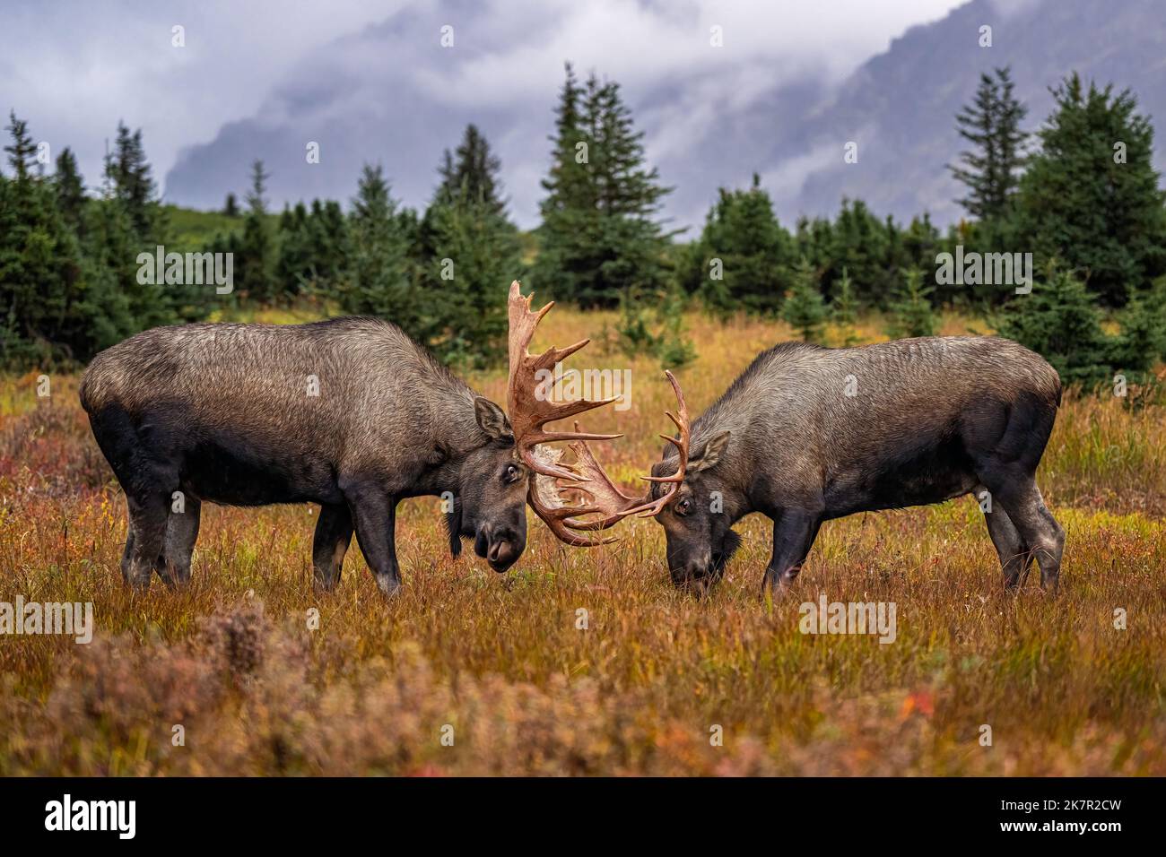 Bull Moose Fighting Stock Photo - Alamy