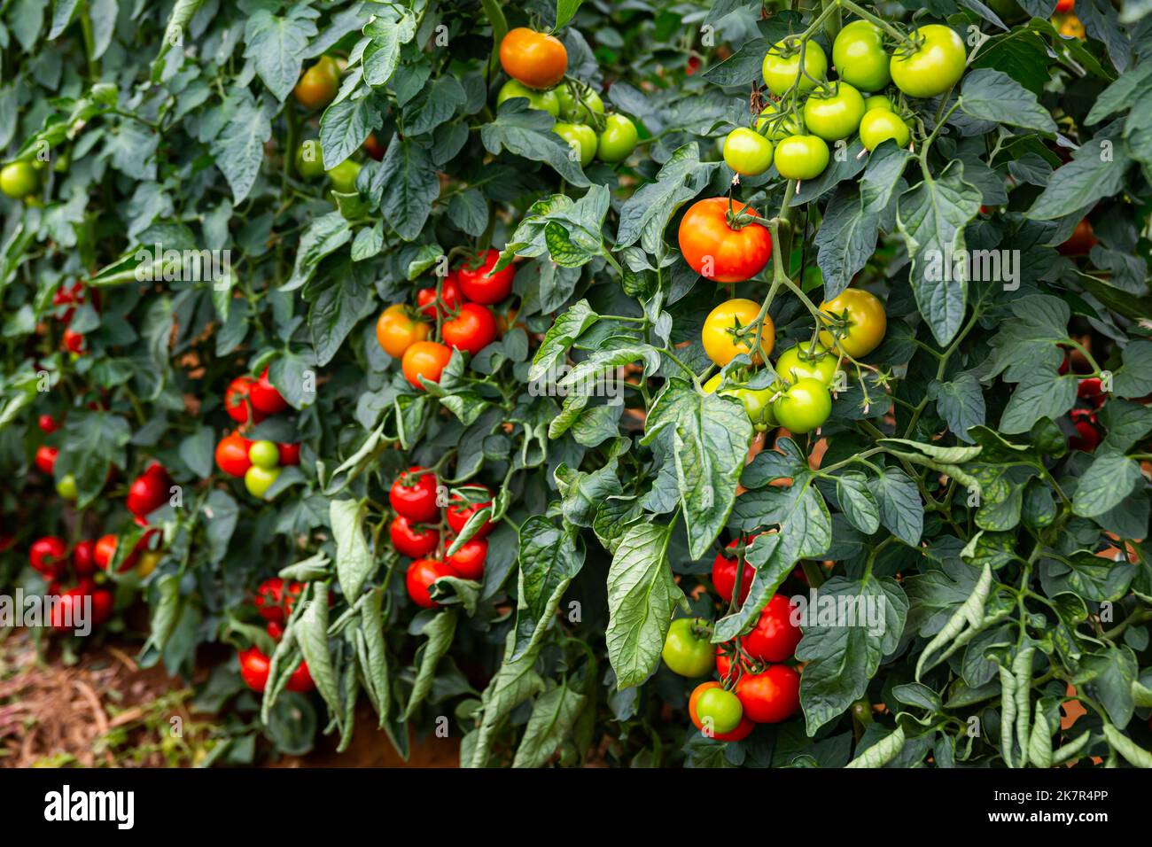 Red tomatoes ripening on bushes in greenhouse Stock Photo - Alamy