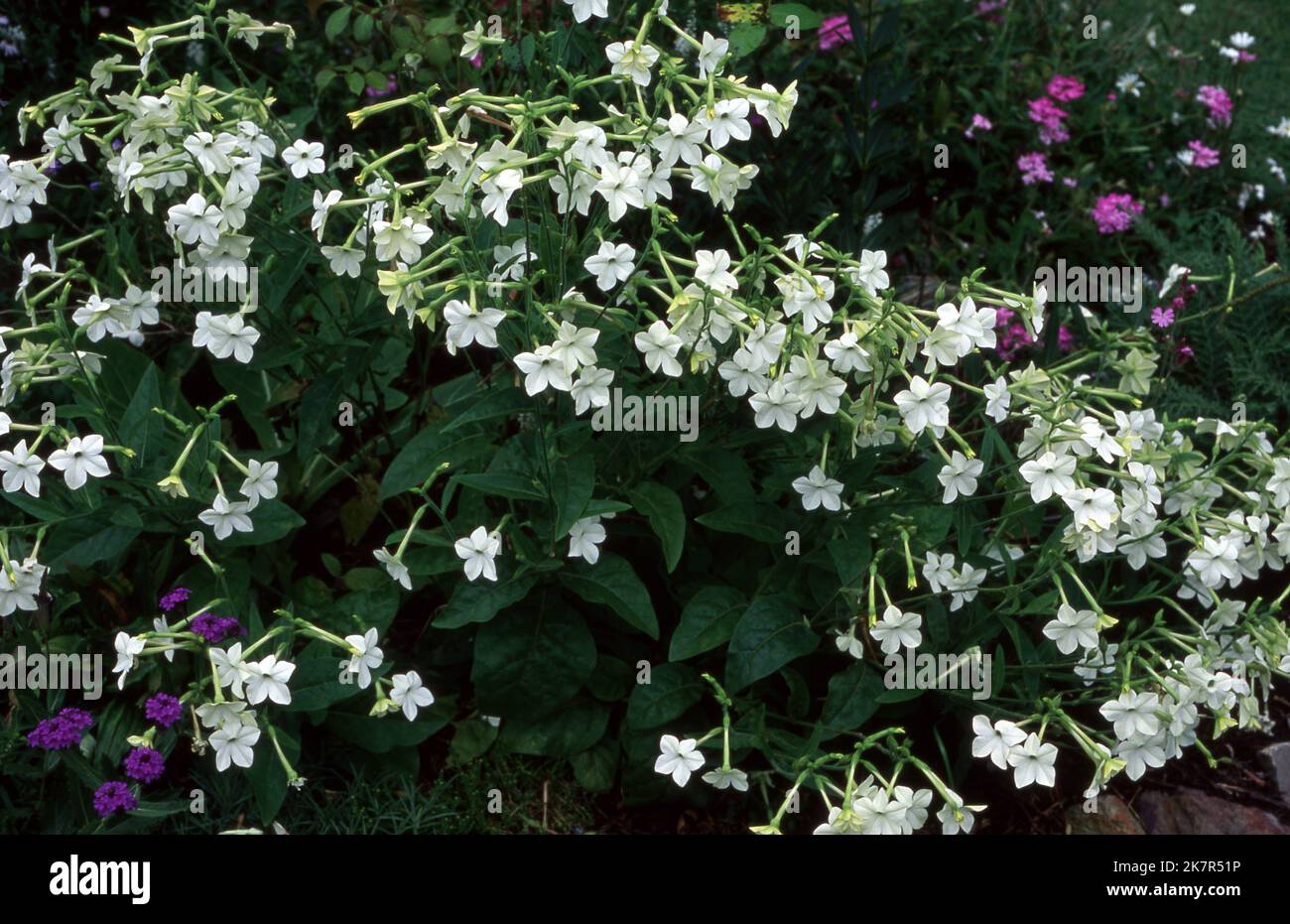 Nicotiana, Domino Series (Flowering tobacco). Purple flower is Verbena x hybrida. Stock Photo