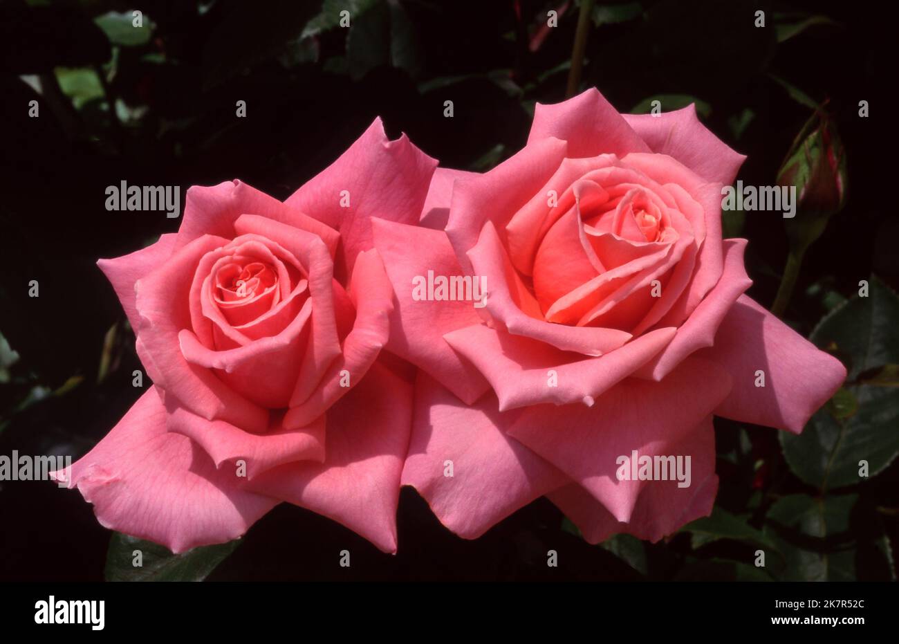 ROSE ‘MICHELLE JOY’ Stock Photo - Alamy
