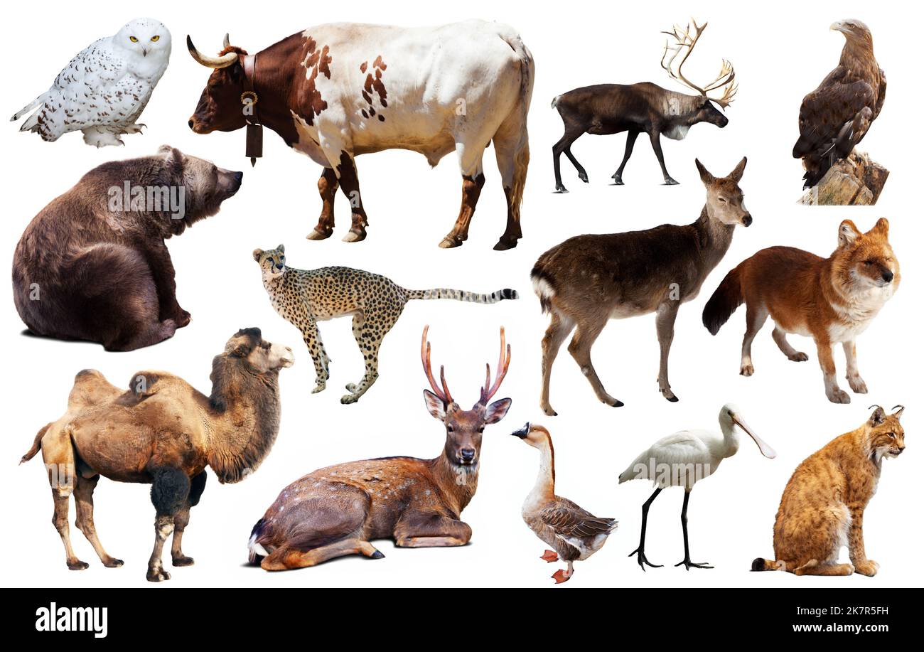 asia animals isolated Stock Photo - Alamy
