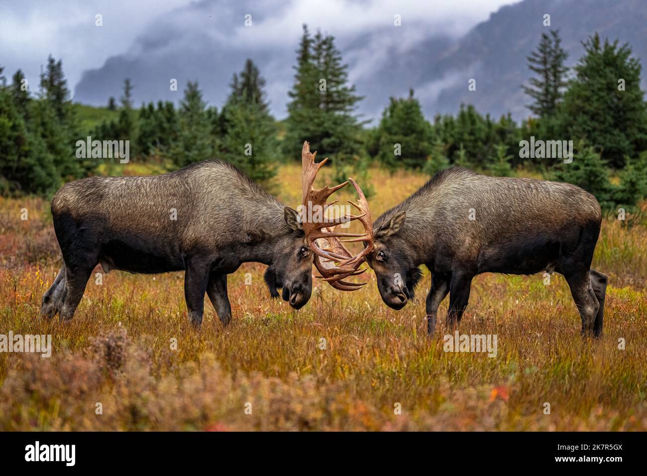 Bull Moose Fighting Stock Photo - Alamy