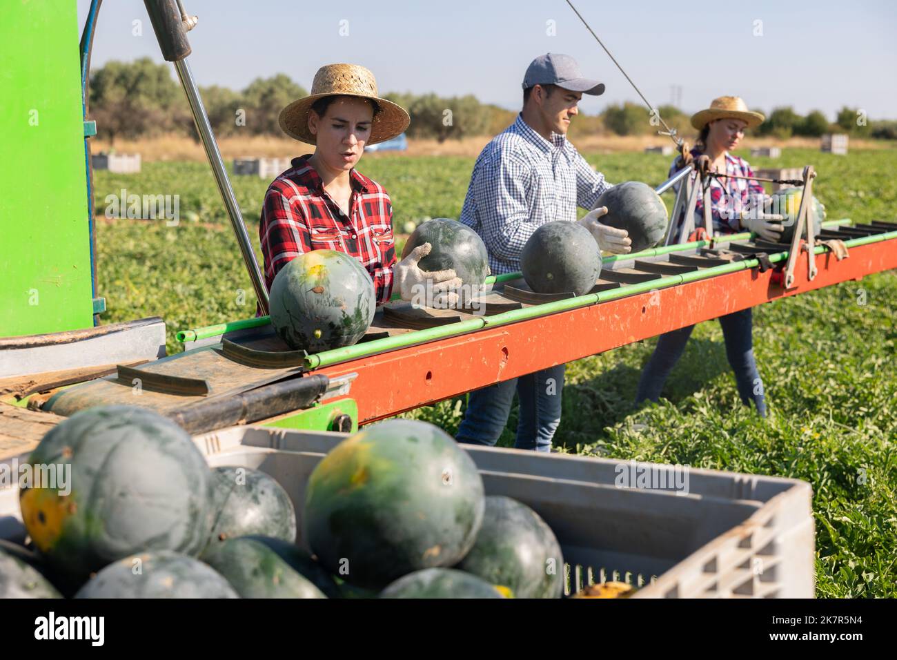 Group of farm workers picking watermelons, working on harvesting platform on field Stock Photo