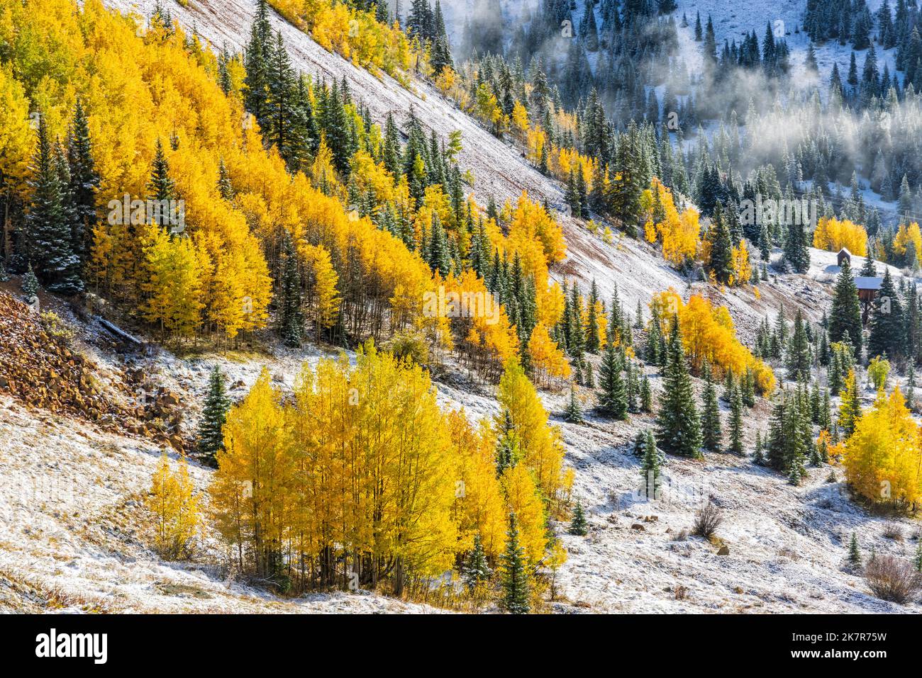 Fresh snow on a mountainside with golden aspen and evergreen trees on a cold, misty Autumn morning in the Chattanooga Valley off Million Dollar Road n Stock Photo