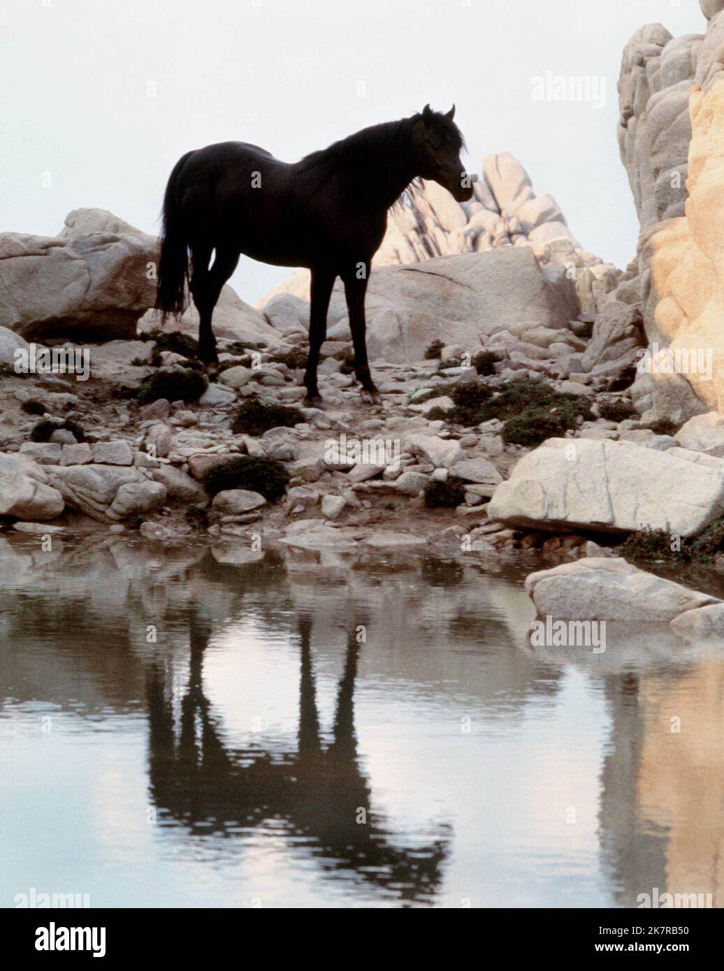 Black Horse And Water Film: The Black Stallion (USA 1979) Characters: AND  / Based On The Book By Walter Farley  Director: Carroll Ballard 13 October 1979   **WARNING** This Photograph is for editorial use only and is the copyright of UNITED ARTISTS and/or the Photographer assigned by the Film or Production Company and can only be reproduced by publications in conjunction with the promotion of the above Film. A Mandatory Credit To UNITED ARTISTS is required. The Photographer should also be credited when known. No commercial use can be granted without written authority from the Film Company. Stock Photo