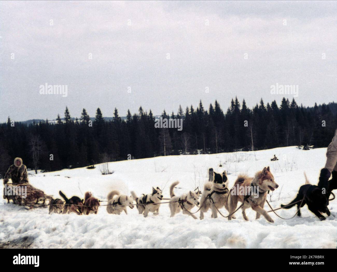 Dog Sled Film: The Call Of The Wild (1972)   Director: Ken Annakin 30 November 1972   **WARNING** This Photograph is for editorial use only and is the copyright of UNIVERSAL PICTURES FRANCE and/or the Photographer assigned by the Film or Production Company and can only be reproduced by publications in conjunction with the promotion of the above Film. A Mandatory Credit To UNIVERSAL PICTURES FRANCE is required. The Photographer should also be credited when known. No commercial use can be granted without written authority from the Film Company. Stock Photo